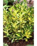 Бруслина японська Екстаз|Euonymus japonicus ’Exstase’|Бересклет японский Екстаз